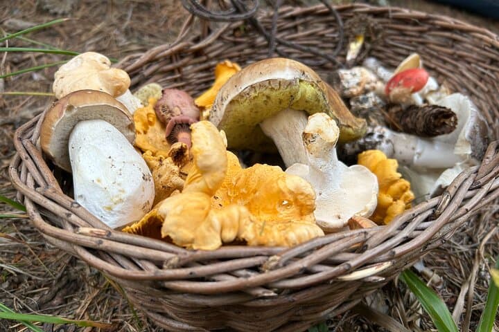 Foraging Bulgaria: Culinary Mushroom & Botanical Tour Near Sofia photo 4