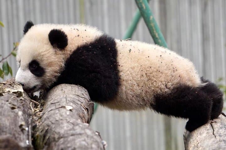 Wolong Pandas & Mt. Siguniang: Private 2-Day Nature Escape photo 3