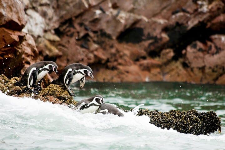 Ballestas Islands Boat Tour from Paracas — Candelabro, Sea Lions & Penguin Colonies photo 5