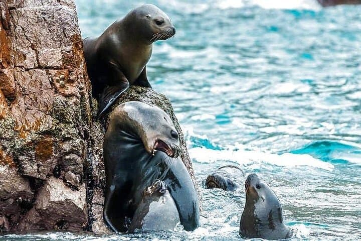 Ballestas Islands Boat Tour from Paracas — Candelabro, Sea Lions & Penguin Colonies photo 6