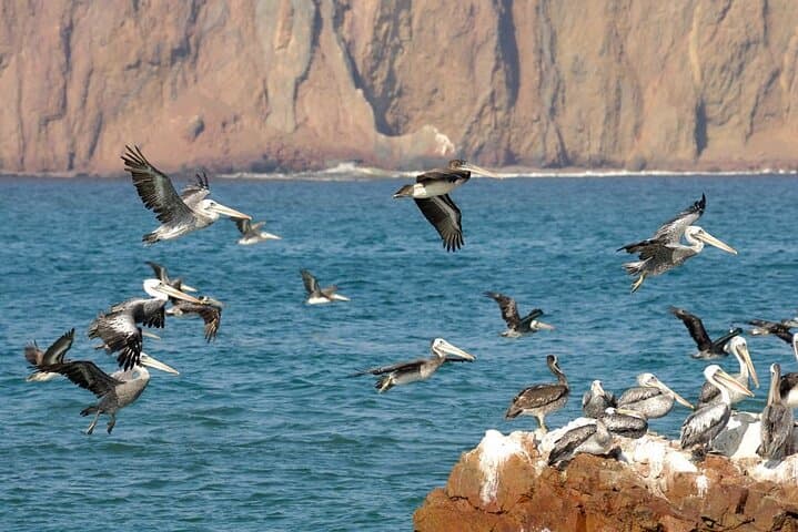 Ballestas Islands Boat Tour from Paracas — Candelabro, Sea Lions & Penguin Colonies photo 3