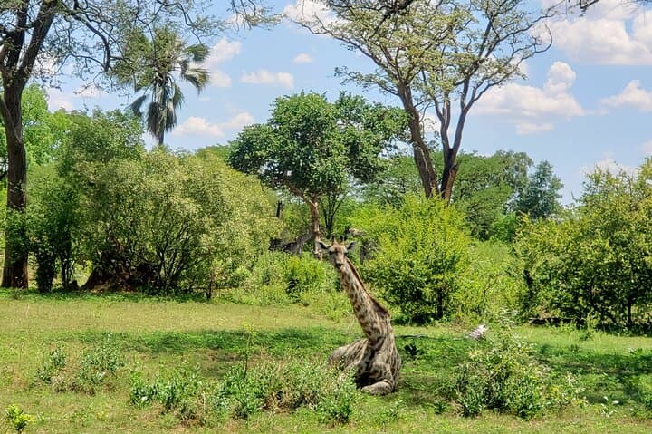 White Rhino Walking Safari in Livingstone: Up-Close Rhino Viewing & Guided Park Walk photo 5