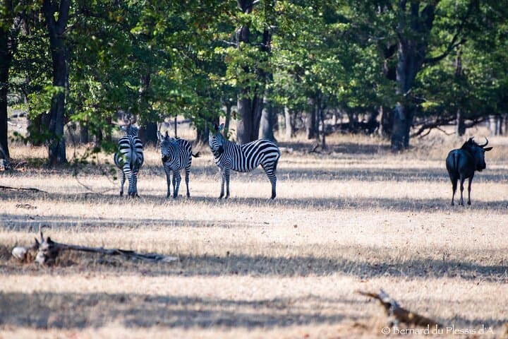 White Rhino Walking Safari in Livingstone: Up-Close Rhino Viewing & Guided Park Walk photo 6