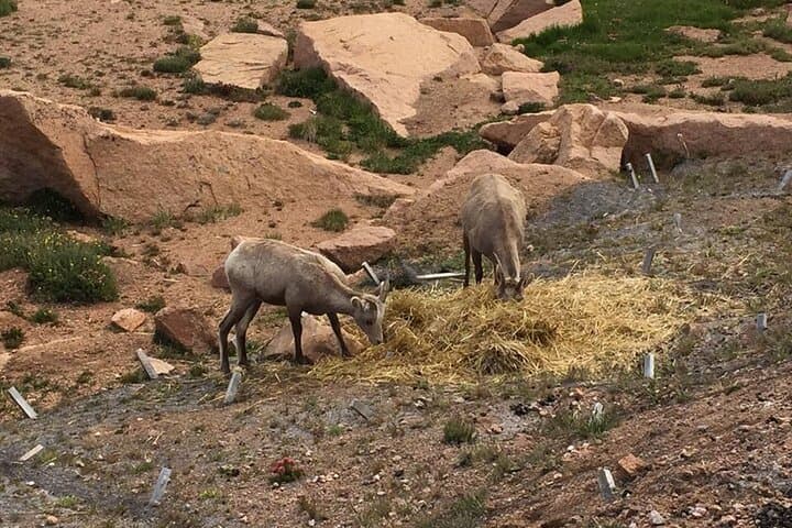 Pikes Peak Luxury Jeep Tour from Colorado Springs — Summit Drive, Photo Stops & High-Altitude Views photo 5