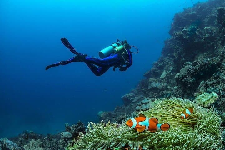 Nusa Penida Diving: Discover Scuba with Manta Rays & Turtles photo 5
