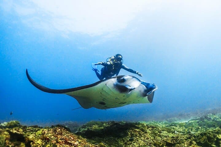 Nusa Penida Diving: Discover Scuba with Manta Rays & Turtles photo 3