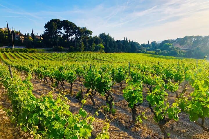 Private Provence Day Trip: Vineyards, Aix-en-Provence & Lavender Fields photo 2
