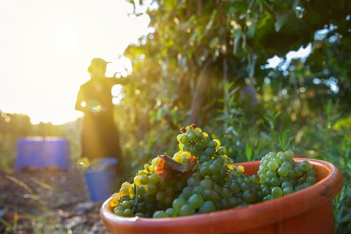 Private Judean Hills Wine Tour from Jerusalem — Ella Valley, Bravdo & Psagot