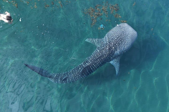 Swim with Whale Sharks in La Paz: Guided Marine Biologist Excursions photo 1