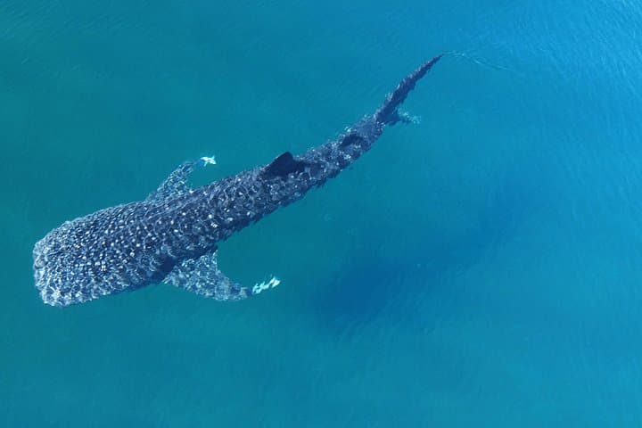 Swim with Whale Sharks in La Paz: Guided Marine Biologist Excursions photo 2