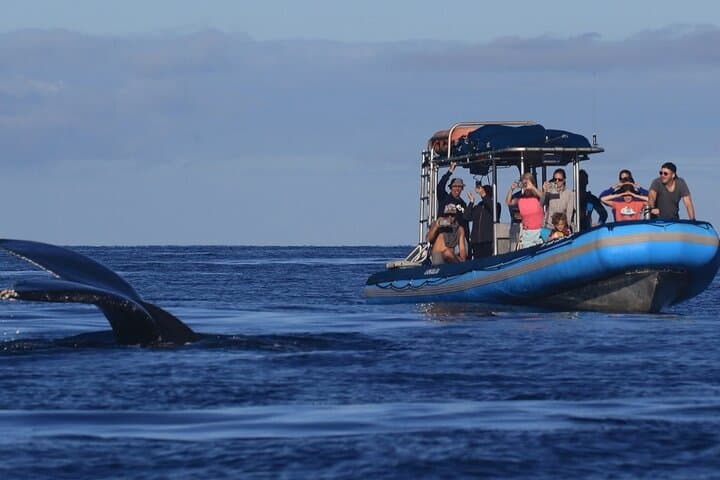 Kihei Whale Watch: 1.5-Hour Hydrophone Cruise for Humpback Encounters