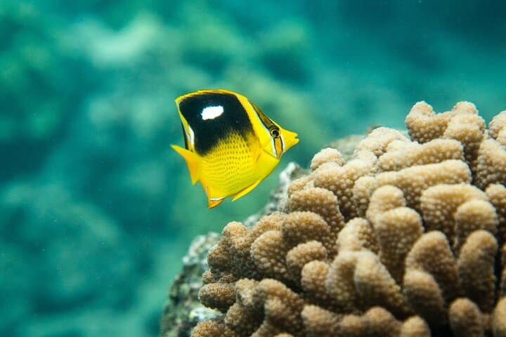 Molokini & Turtle Town: Best 3-Hour Snorkel from Kihei, Maui photo 3