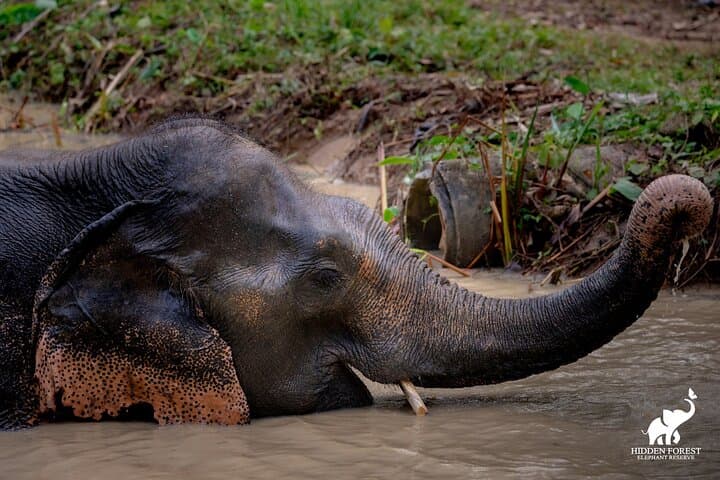 Hidden Forest Elephant Reserve Guided Tour in Phuket — Ethical Elephant Sanctuary Experience photo 3