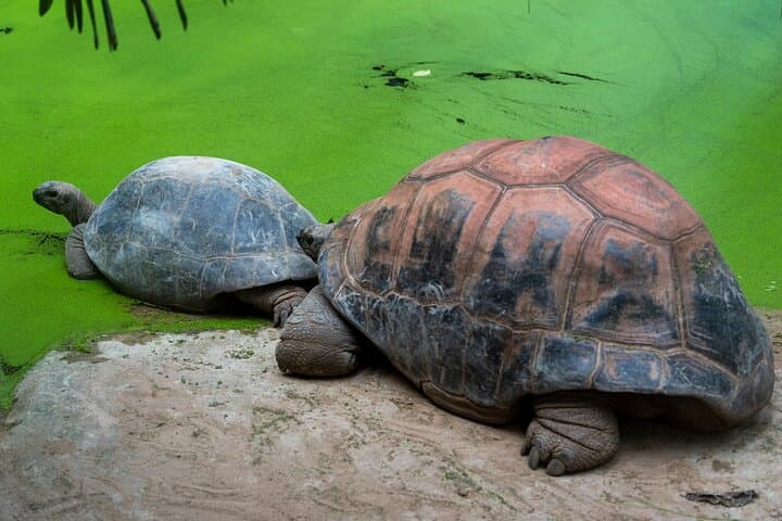 Matura Turtle Watching: Private Night Tour to See Leatherbacks in Trinidad photo 2