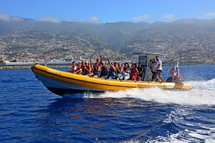 Madeira Dolphin and Whale Watching Tour from Funchal