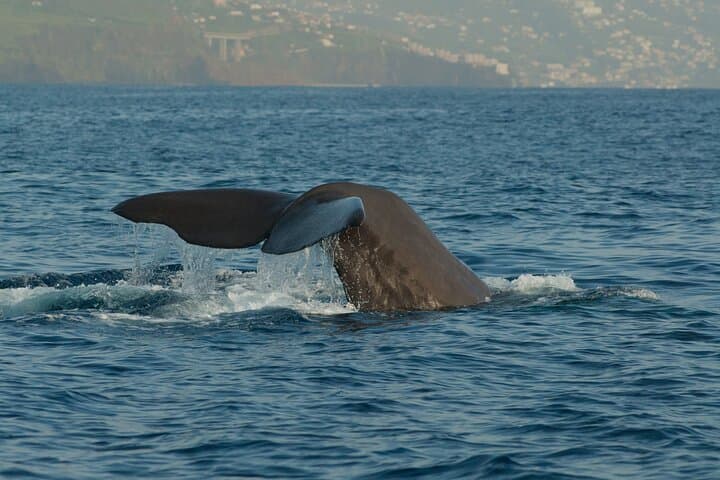 Madeira Dolphin and Whale Watching Tour from Funchal photo 3