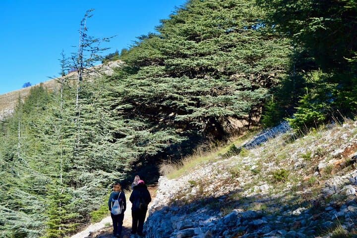 Chouf Day Escape: History, Cedars and Wine Tasting from Beirut photo 6