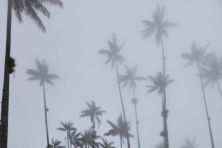 Cocora Valley Birding & Hike: Wax Palms, Cloud Forest & Hummingbirds photo 4