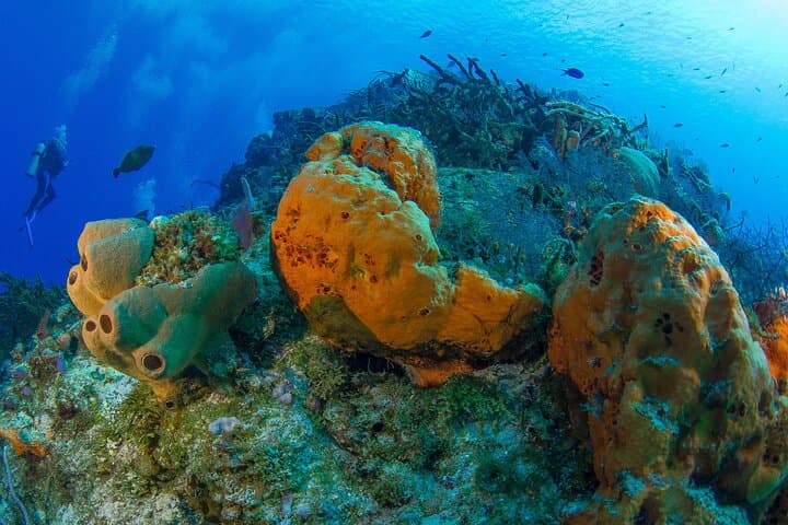 Discover Scuba Diving in Cozumel: Guided Boat Dives on the Marine Park Reefs photo 5