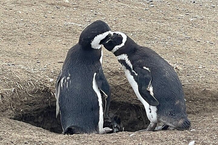 Magdalena Island Navigation: Walk Among Chile’s Magellanic Penguins photo 2