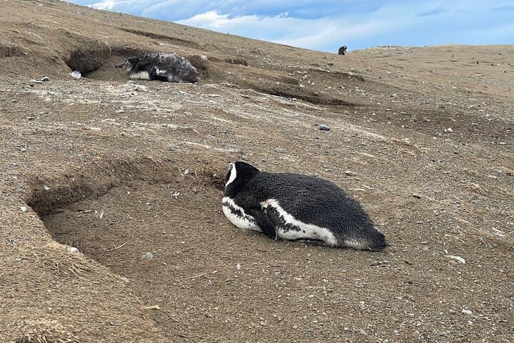 Magdalena Island Navigation: Walk Among Chile’s Magellanic Penguins photo 3