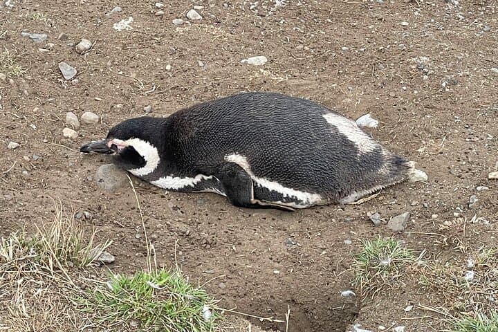 Magdalena Island Navigation: Walk Among Chile’s Magellanic Penguins photo 4