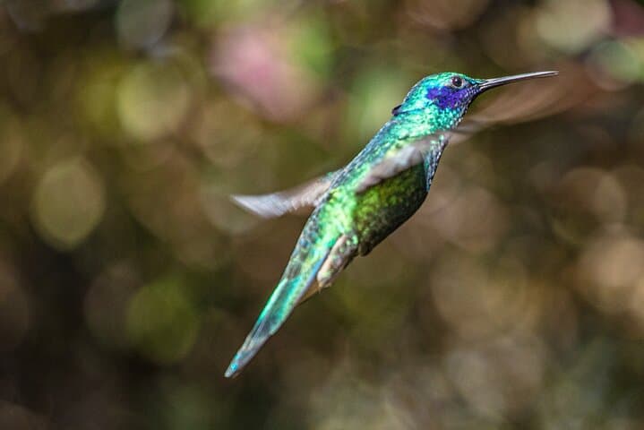 Hummingbird Watching at Bogotá’s Hummingbird Observatory photo 4