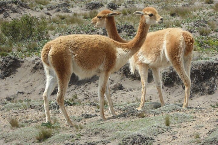 21-Day Ecuador Adventure: Andes, Amazon & Cloud Forest Tour photo 5