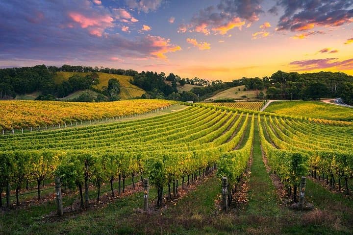 Private Full-Day Barossa Valley Wine Tour from Angaston — Cellar Door Tastings & Local Lunch