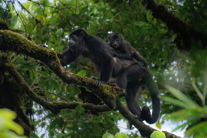 Full-Day Monteverde Cloud Forest Experience: Reserve, Treetopia & Night Walk photo 5