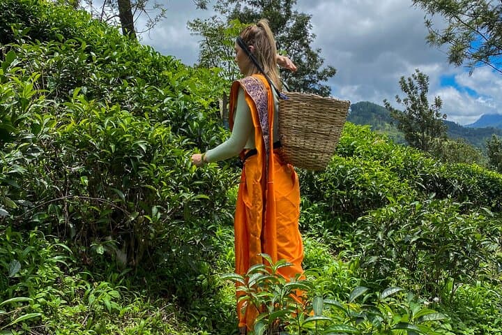 Tea Plantation Tour in Ella: Hands-On Ceylon Tea Experience at Sky Café photo 6