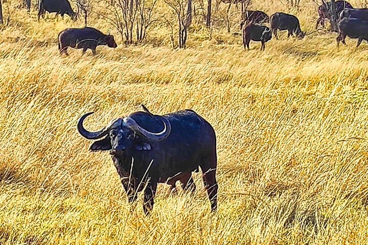 Early-Morning Safari Game Drive in Zambezi National Park, Zimbabwe photo 6