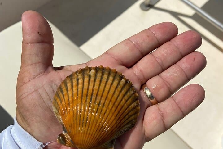 Crystal River Private Guided Scallop Hunt and Snorkeling Adventure photo 5