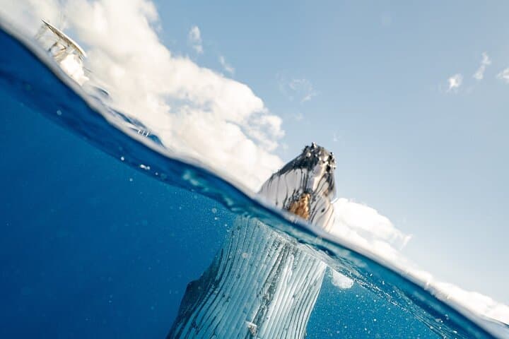 Maui Whale Watch from Lahaina Harbor: 2-Hour Humpback Experience photo 6