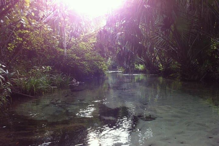 Silver Springs Clear Kayak Rentals: Paddle with Manatees in Crystal Water photo 5