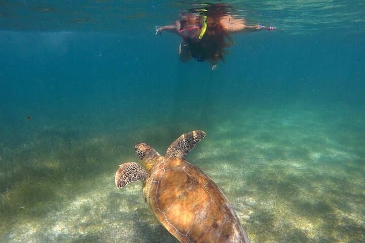 Akumal Turtle Snorkel: Private GoPro Photo Experience photo 3