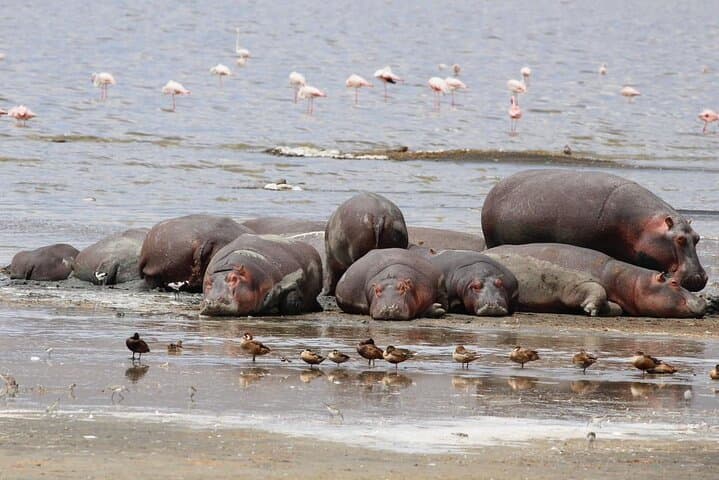 Beach-to-Bush: 6-Day Zanzibar and Nyerere Park Safari Escape photo 2