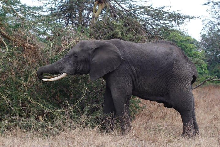Beach-to-Bush: 6-Day Zanzibar and Nyerere Park Safari Escape photo 6