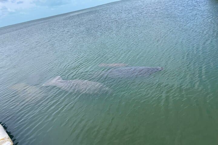 Key Largo Bay Dolphin Sunset Tour — Evening Dolphin Watching & Sunset Cruise photo 4