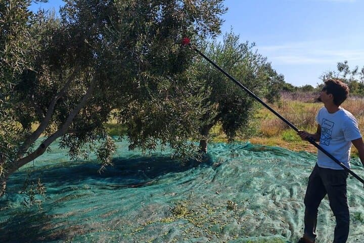 Harvest & Feast: Private Olive-Picking and Culinary Tour in Zadar photo 4