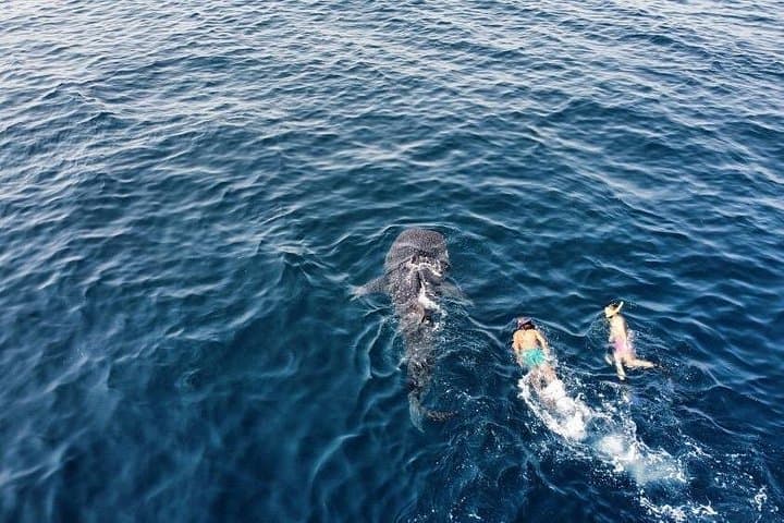 Snorkel Daymaniyat Islands from Muscat — Boat Trip with BBQ Lunch photo 4