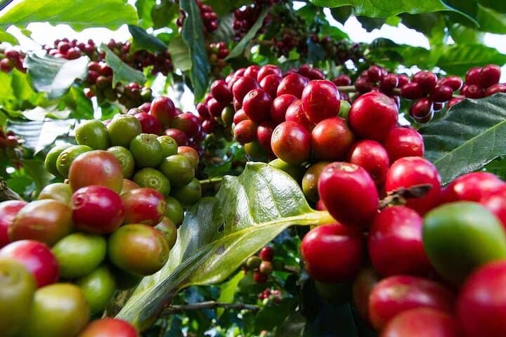 Fairview Coffee Farm Tour: Nairobi Farm-to-Cup Experience at the Highlands photo 3
