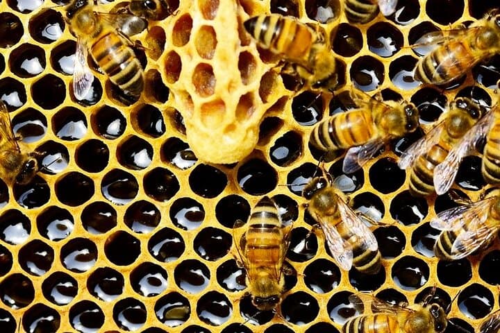 Rooftop Beekeeping in Cannes: Private Honey Experience at Hotel Juliana photo 2