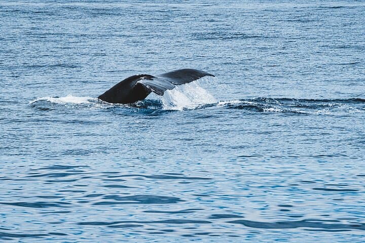 Private Whale Watching from Oahu — Ko Olina Small-Boat Humpback Tour