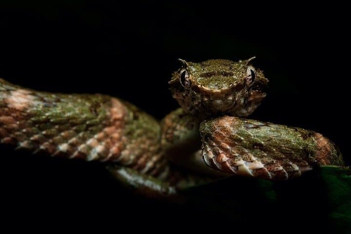 Monteverde Wildlife Night Tour: Night Walk in the Cloud Forest