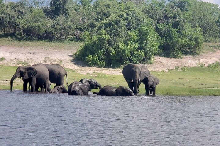 Full-Day Chobe Safari: Game Drive and Chobe River Cruise from Livingstone or Victoria Falls photo 2