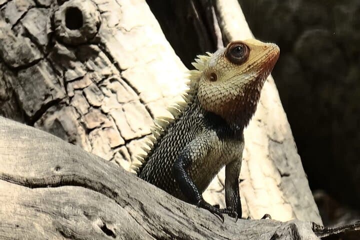 Full-Day Udawalawe Safari: Private Jeep Tour & Elephant Transit Home photo 2