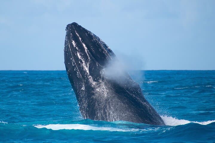Grand Turk Whale Watching — Humpback Encounters in Turks & Caicos photo 5