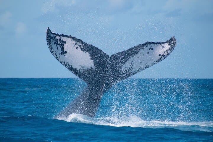 Grand Turk Whale Watching — Humpback Encounters in Turks & Caicos