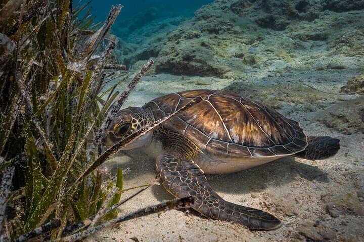 Scuba Diving at Turtle Bay, Protaras: Intro Dives with Underwater Photos photo 3
